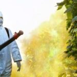 Natural Vs Chemical Pest Control: Weighing the Pros and Cons
