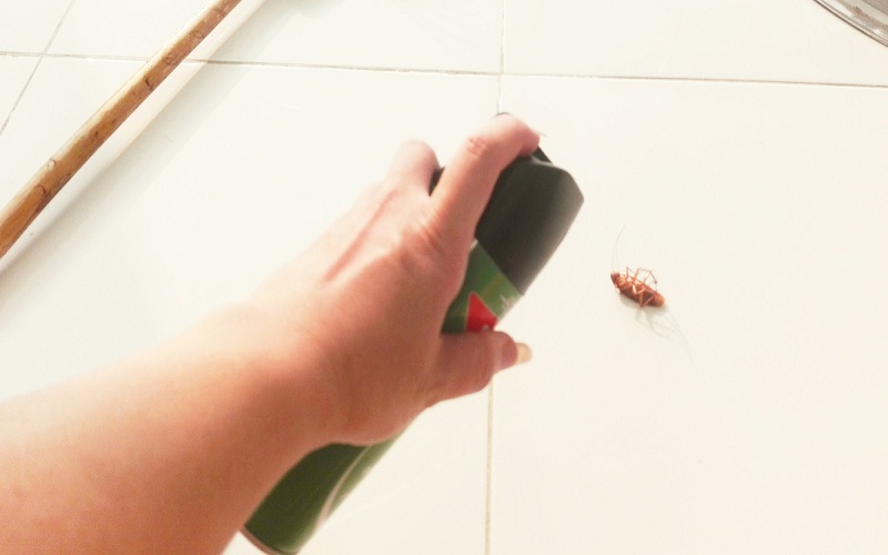 cockroach control Brisbane,