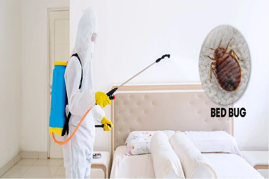 Bed Bug Control