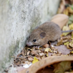 Comprehensive Guide to Safe and Effective Rodent Control for Your Home