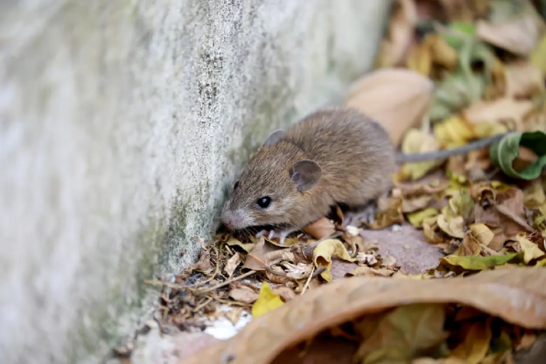 Comprehensive Guide to Safe and Effective Rodent Control for Your Home